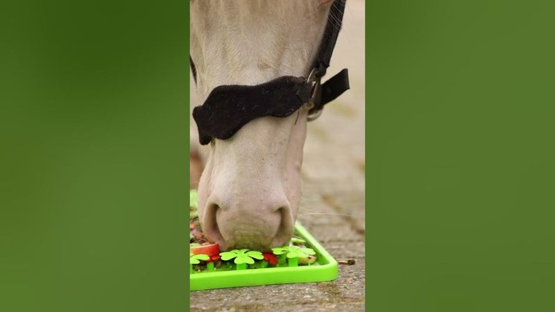 Excelleent Horse snuffle mat